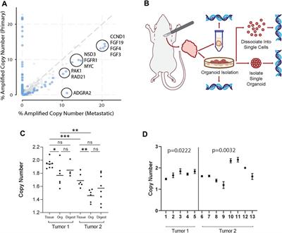 Digital droplet PCR analysis of organoids generated from mouse mammary tumors demonstrates proof-of-concept capture of tumor heterogeneity